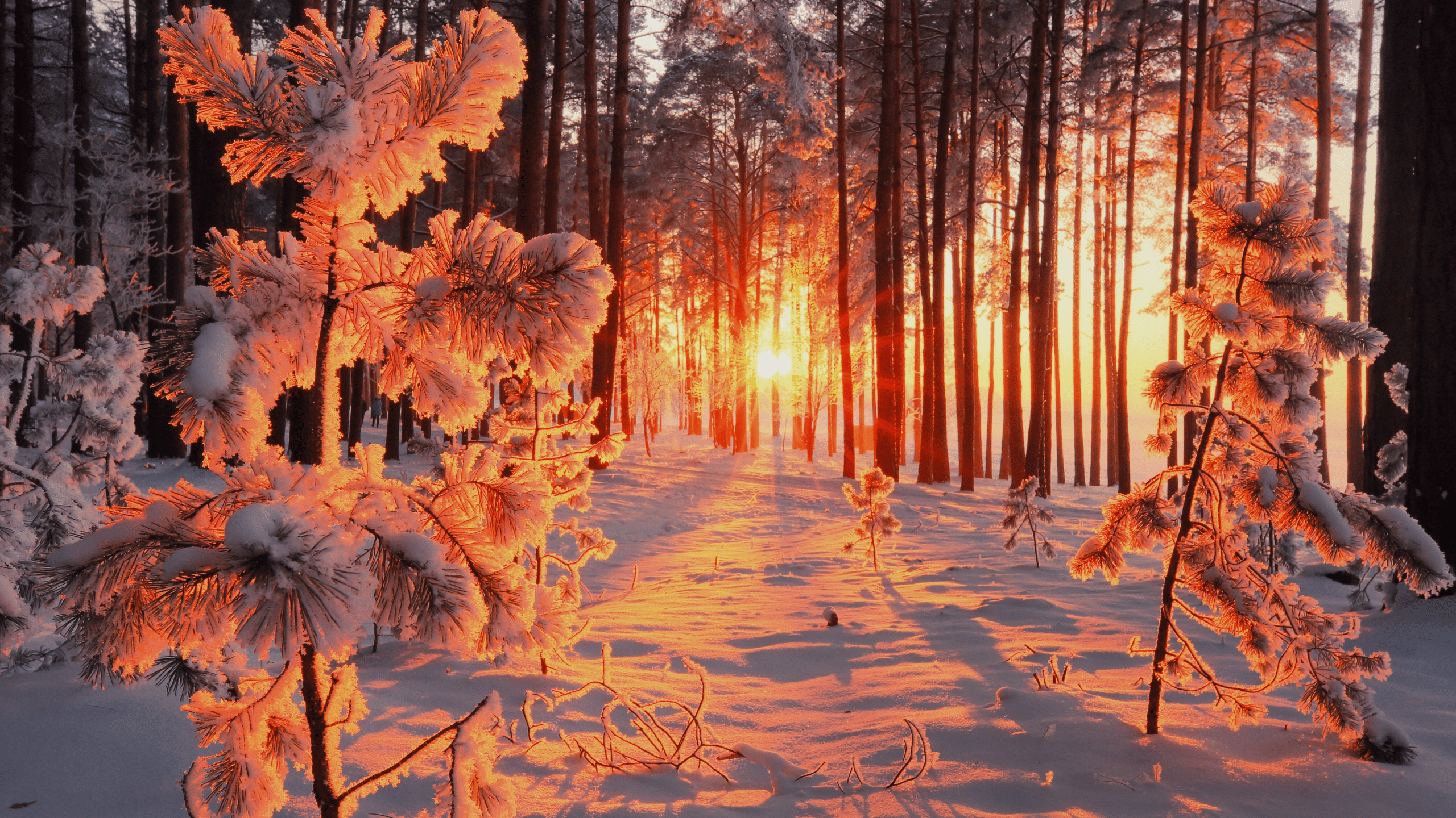 Winter forest lit by warm sunlight during a Chinook, showcasing Calgary’s sunny winter days.
